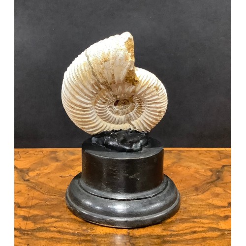 2375 - Natural History - Palaeontology - an ammonite fossil, mounted for display, 12.5cm high