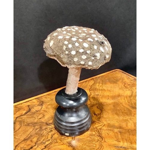 2363 - Natural History - Mycology - a painted model of fungus specimen, mounted for display, 18cm high