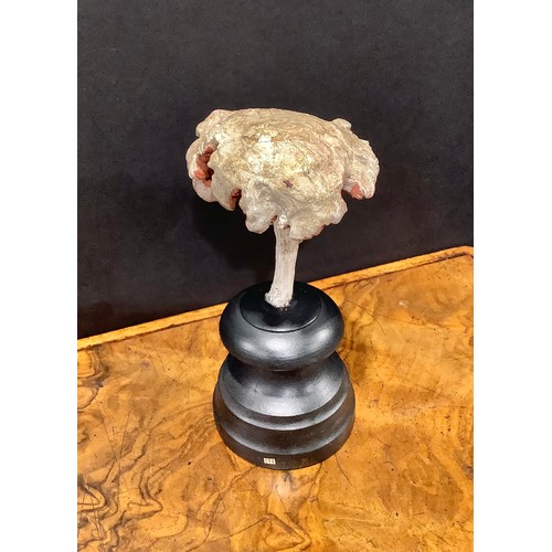 2360 - Natural History - Mycology - a painted model of fungus specimen, mounted for display, 17cm high