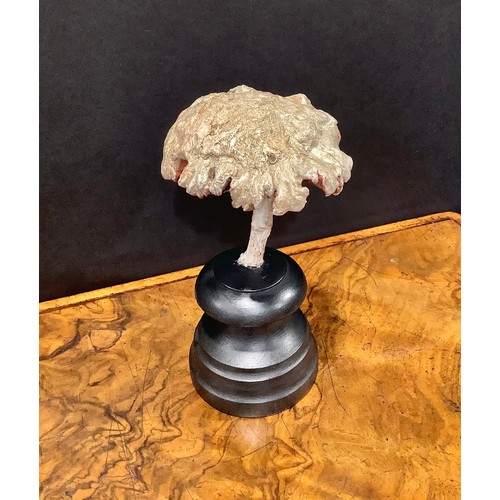 2360 - Natural History - Mycology - a painted model of fungus specimen, mounted for display, 17cm high