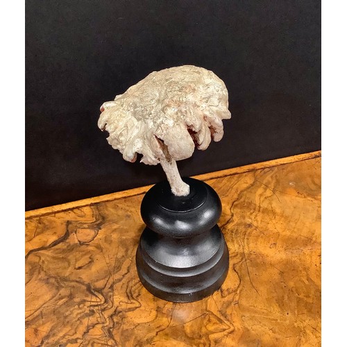 2360 - Natural History - Mycology - a painted model of fungus specimen, mounted for display, 17cm high