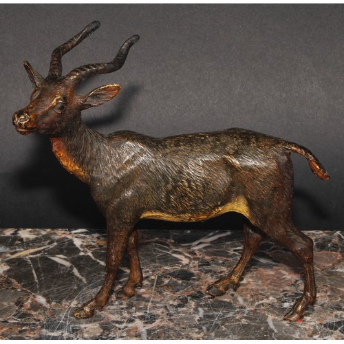 1501 - An Austrian cold painted bronze, of an antelope, possibly Bergmann, 15.5cm long, c.1900