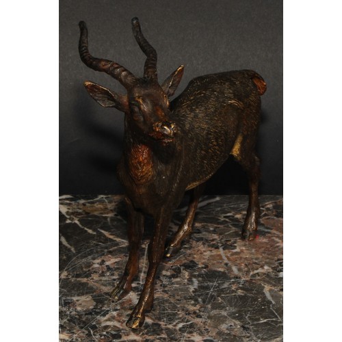 1501 - An Austrian cold painted bronze, of an antelope, possibly Bergmann, 15.5cm long, c.1900