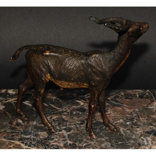 1501 - An Austrian cold painted bronze, of an antelope, possibly Bergmann, 15.5cm long, c.1900