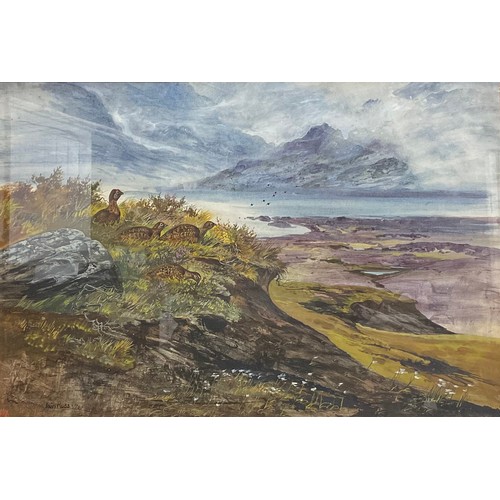 1034 - Iain Ross, Scottish (20th century)
Grouse on a Clifftop
signed, dated 76, watercolour, 39cm x 57cm