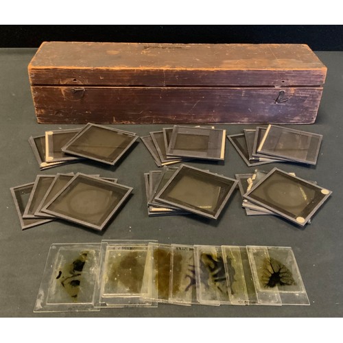 349A - Thirty six Victorian magic lantern slides, Biological and Botanical interest inc Moulds, Wheat Grain... 