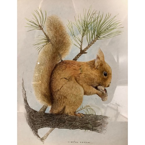 5403 - English School, Brian Eden
Red Squirrel
signed, watercolour, 36cm x 31cm; another, similar (2)