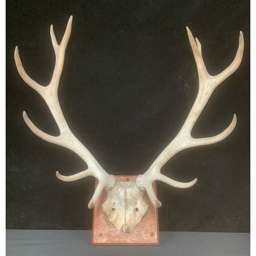 5462 - Taxidermy - a pair of deer stag antlers on the skull plate, plaque, 68cm high, 69cm wide