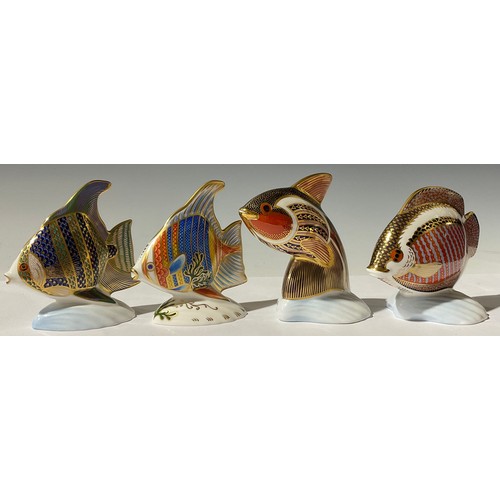 5135 - A Royal Crown Derby paperweight, Pacific Angel Fish, limited edition 162/2,500, gold stopper, 11.5cm... 