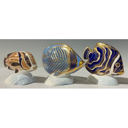 5209 - A Royal Crown Derby paperweight, Tropical Fish Chevroned Butterfly Fish, no stopper, 10cm, printed m... 