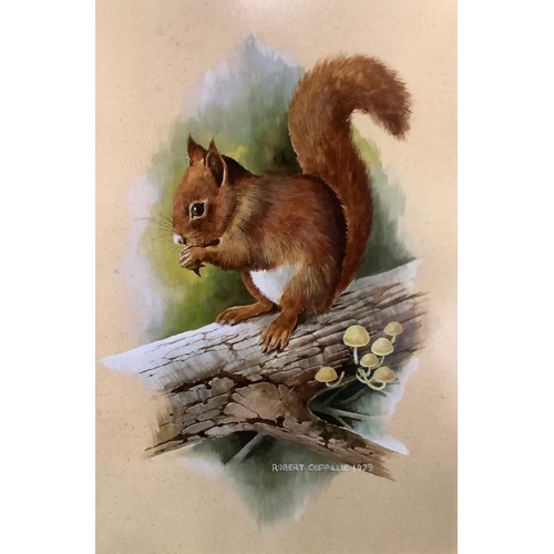 3187 - English School, Brian Eden
Red Squirrel
signed, watercolour, 36cm x 31cm; another, similar (2)