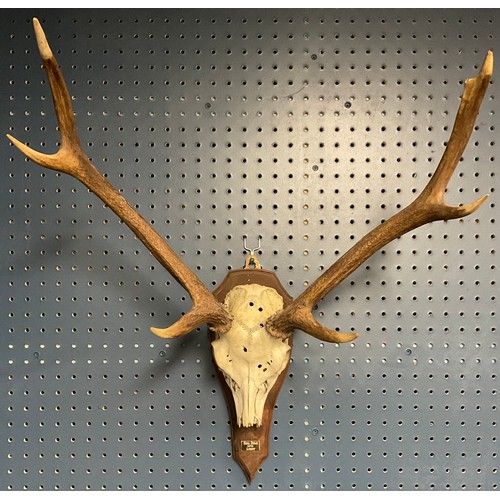 391 - Taxidermy - a Sika stag skull and antlers, mounted on shield shaped plaque, inscribed Sika Stag, 197... 