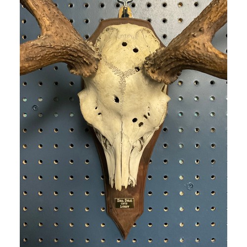 391 - Taxidermy - a Sika stag skull and antlers, mounted on shield shaped plaque, inscribed Sika Stag, 197... 