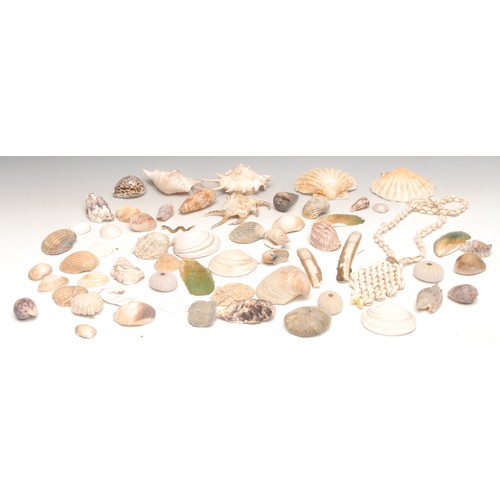 3420 - Conchology - a claw shell; spiny conch shells; others; a coral specimen; etc (qty)