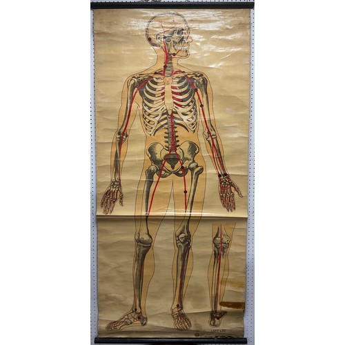 75 - Scientific interest - A Human Anatomical Circulatory System Chart, for St. John’s Ambulance Brigade,... 