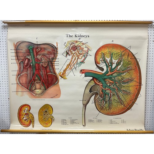 78 - Scientific interest - Two wall charts, c.1954, Structure and Function of the Heart, and The Kidneys,... 