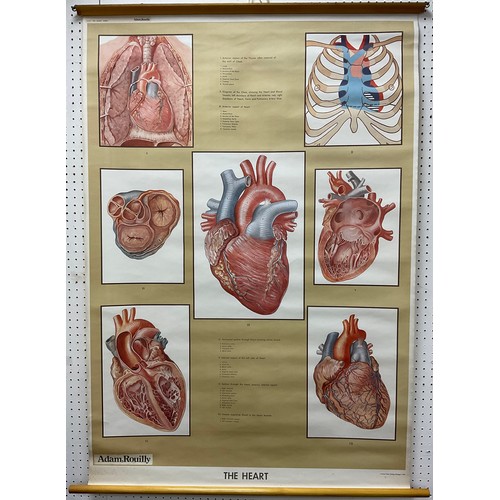 78 - Scientific interest - Two wall charts, c.1954, Structure and Function of the Heart, and The Kidneys,... 