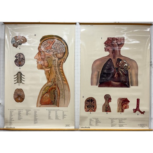 87 - Scientific interest - a pair of Human Anatomy wall charts - ‘The Brain’, and ‘The Respiratory System... 