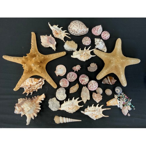 239 - A Thorn Crown Starfish, another, shells, geology specimens etc