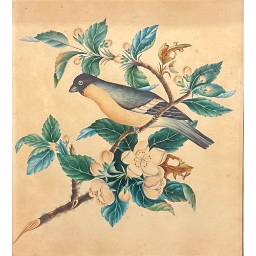 339 - English School (19th century)
Ornithological and Botanical Study, A Bird on a Flowering Branch
water... 