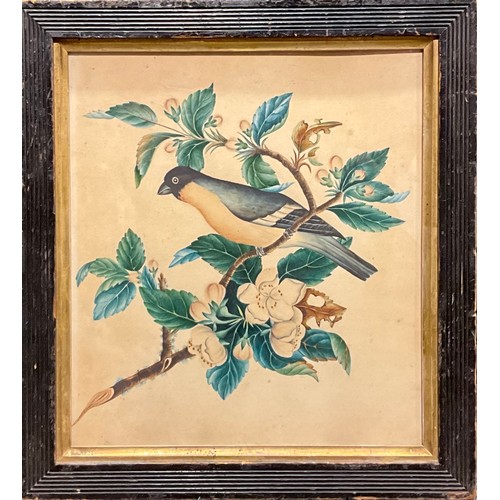 339 - English School (19th century)
Ornithological and Botanical Study, A Bird on a Flowering Branch
water... 