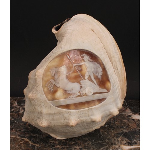 2181 - A large Grand Tour cameo conch shell, carved with an Ancient Greek charioteer, 19.5cm long, c.1880