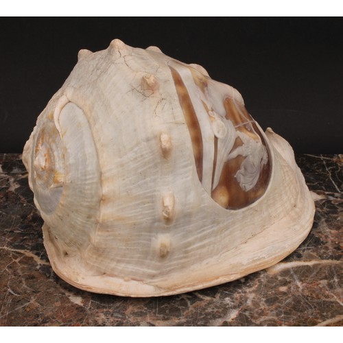 2181 - A large Grand Tour cameo conch shell, carved with an Ancient Greek charioteer, 19.5cm long, c.1880