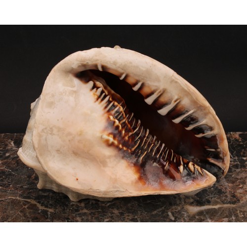 2181 - A large Grand Tour cameo conch shell, carved with an Ancient Greek charioteer, 19.5cm long, c.1880