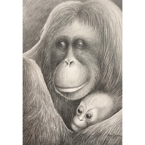 498 - Peter Samson (British, bn.1978), Orangutans, Mother and Child, signed, fine pencil drawing, 29cm x 2... 