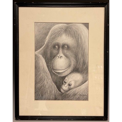 498 - Peter Samson (British, bn.1978), Orangutans, Mother and Child, signed, fine pencil drawing, 29cm x 2... 