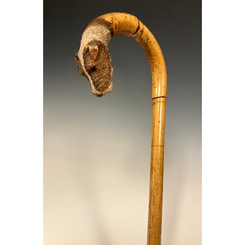 702 - A 19th century bamboo walking cane, the handle terminal finely carved as the head of a terrier, glas... 