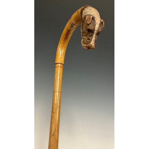 702 - A 19th century bamboo walking cane, the handle terminal finely carved as the head of a terrier, glas... 