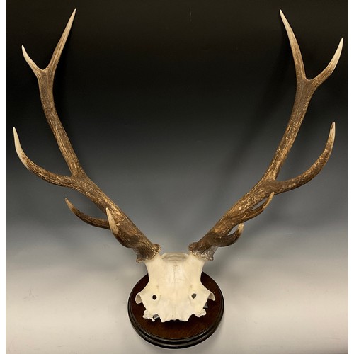 1108 - A pair of ten point Red Deer antlers, mounted for display, 46cm high x 76cm wide.