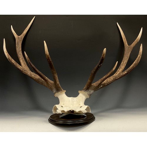 1108 - A pair of ten point Red Deer antlers, mounted for display, 46cm high x 76cm wide.