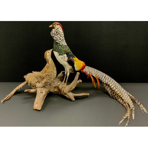 1110 - Taxidermy - A pair of lady Amhurst's pheasants, naturalistically mounted on a branch, approx 53cm hi... 