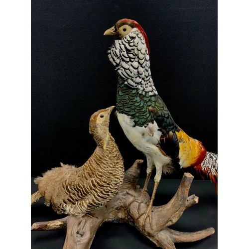 1110 - Taxidermy - A pair of lady Amhurst's pheasants, naturalistically mounted on a branch, approx 53cm hi... 