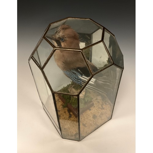 1107 - A Jay naturalistically mounted standing, in glazed mirror back case, 30cm x 20cm x 20cm