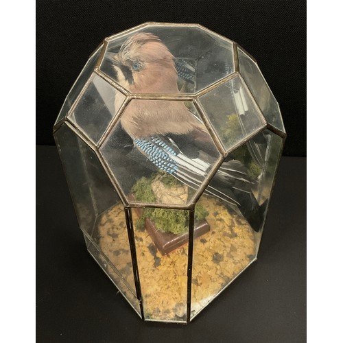 1107 - A Jay naturalistically mounted standing, in glazed mirror back case, 30cm x 20cm x 20cm