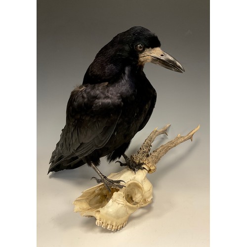 1107A - Taxidermy - A Rook (Corvus frugilegus), mounted on a Roe Deer buck skull, 31cm high.