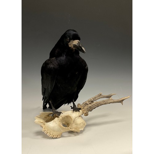 1107A - Taxidermy - A Rook (Corvus frugilegus), mounted on a Roe Deer buck skull, 31cm high.