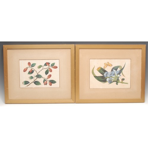 3362 - Chinese School (19th century)
A pair, Botanical Studies
watercolour and gouache on pith paper, 18.5c... 