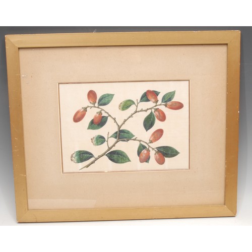 3362 - Chinese School (19th century)
A pair, Botanical Studies
watercolour and gouache on pith paper, 18.5c... 