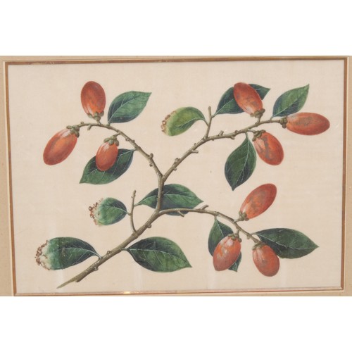 3362 - Chinese School (19th century)
A pair, Botanical Studies
watercolour and gouache on pith paper, 18.5c... 