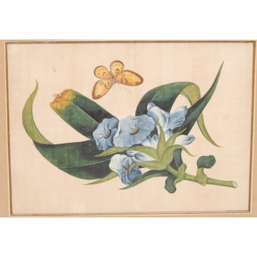 3362 - Chinese School (19th century)
A pair, Botanical Studies
watercolour and gouache on pith paper, 18.5c... 