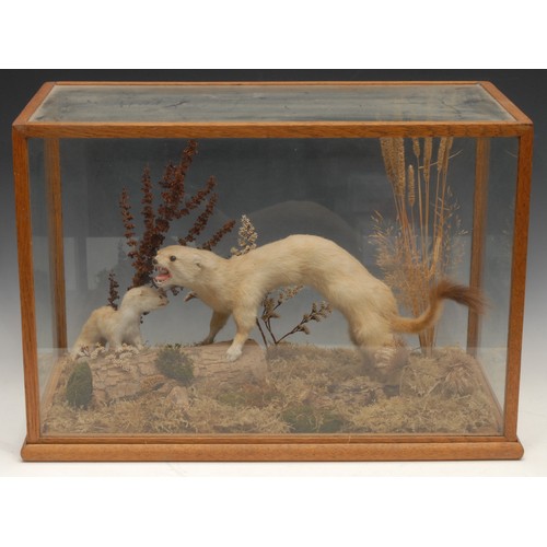 3717 - Taxidermy - an arrangement of stoats, rectangular glazed case, 49.5cm wide