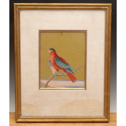 3992 - Indian School (19th century)
An Ornithological Study, of a Bird on a Branch
watercolour and gouache,... 