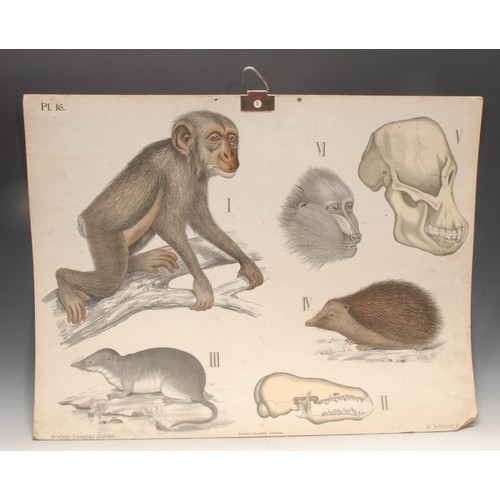 4039 - Zoology - a pair of early 20th century educational wall charts, Dybdahls Zoologiske plancher [Dybdah... 