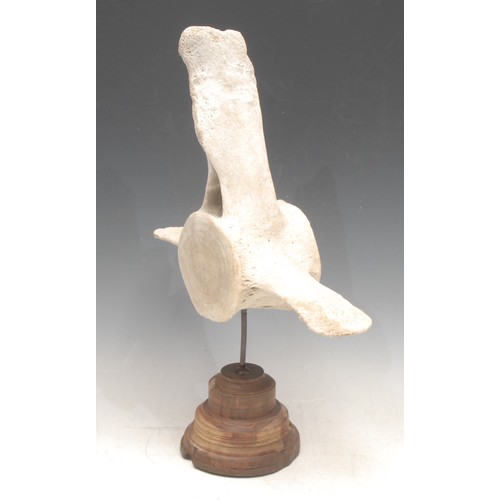 3806 - Natural History - a shark vertebrae, mounted on a turned wooden stand, stamped 4337, 35cm high