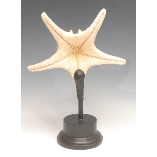 3807 - Natural History - A star fish specimen (asteroidea), mounted for display, 26cm high overall