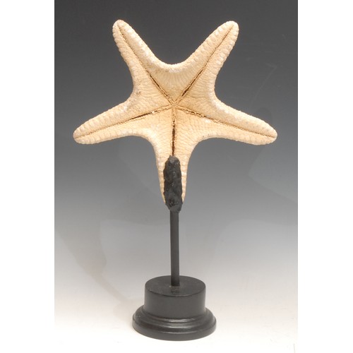 3808 - Natural History - A star fish specimen (asteroidea), mounted for display, 32cm high overall